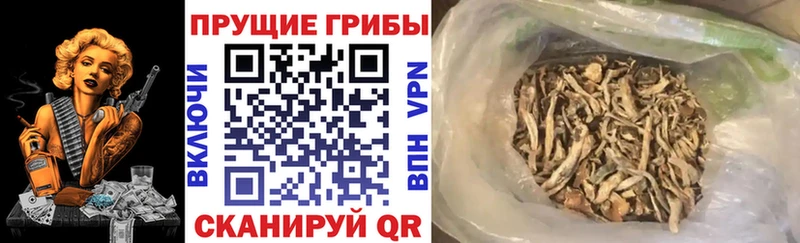 Галлюциногенные грибы GOLDEN TEACHER  Находка 